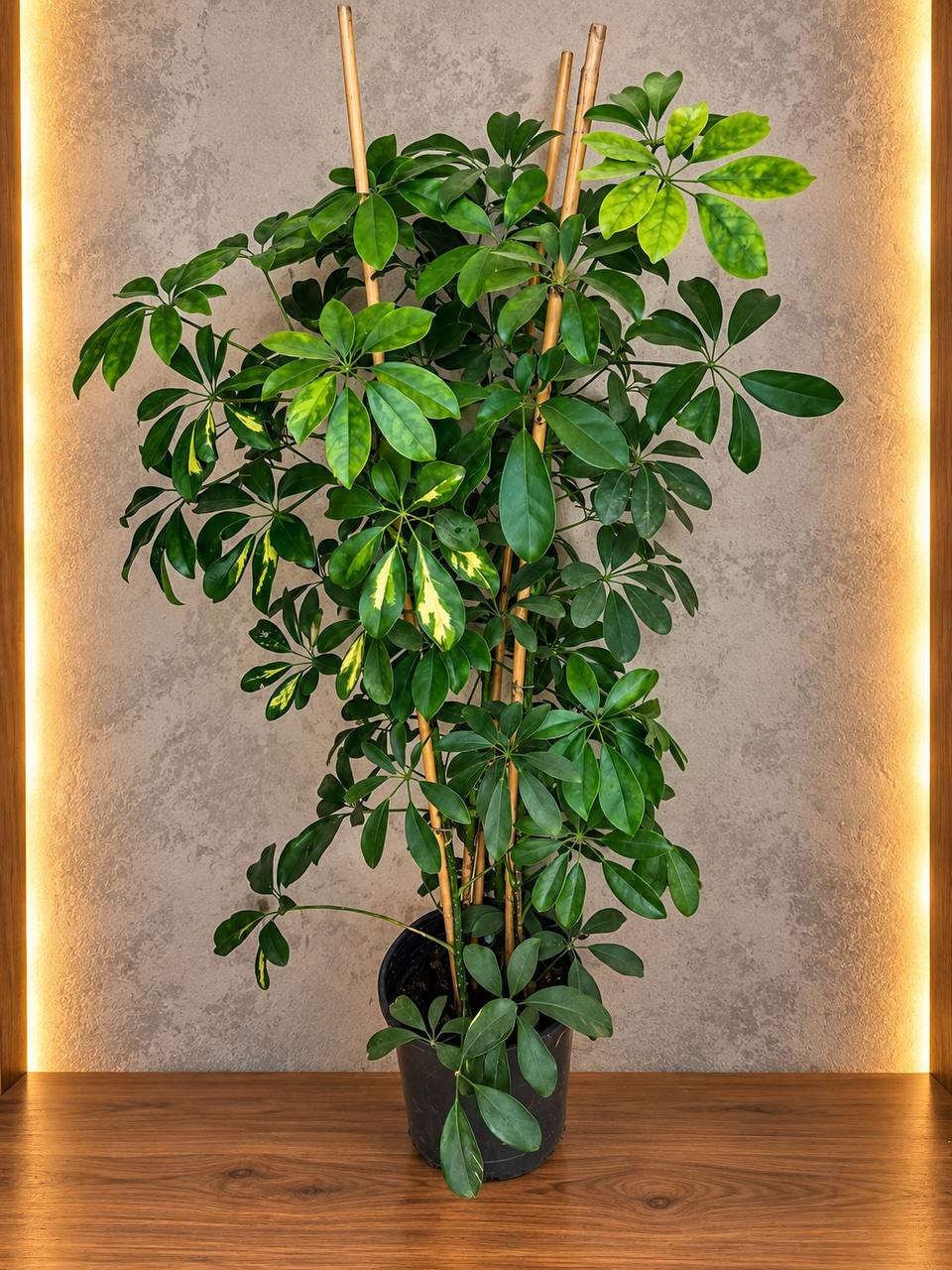 🌿 Yeşil Prestij – Şeflera Bitkisi 1