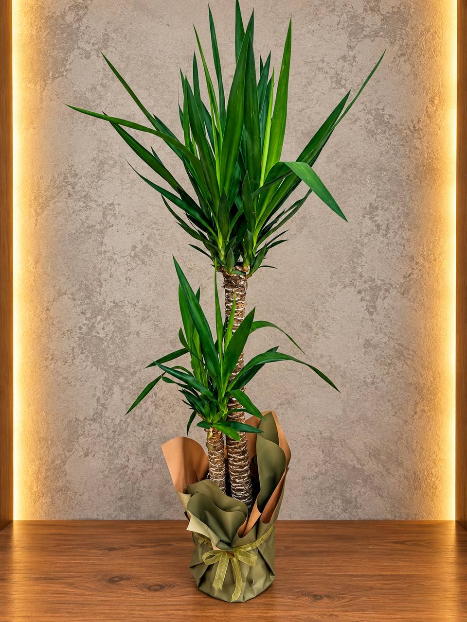 🌿 Yeşil Güç – Yucca Bitkisi 1