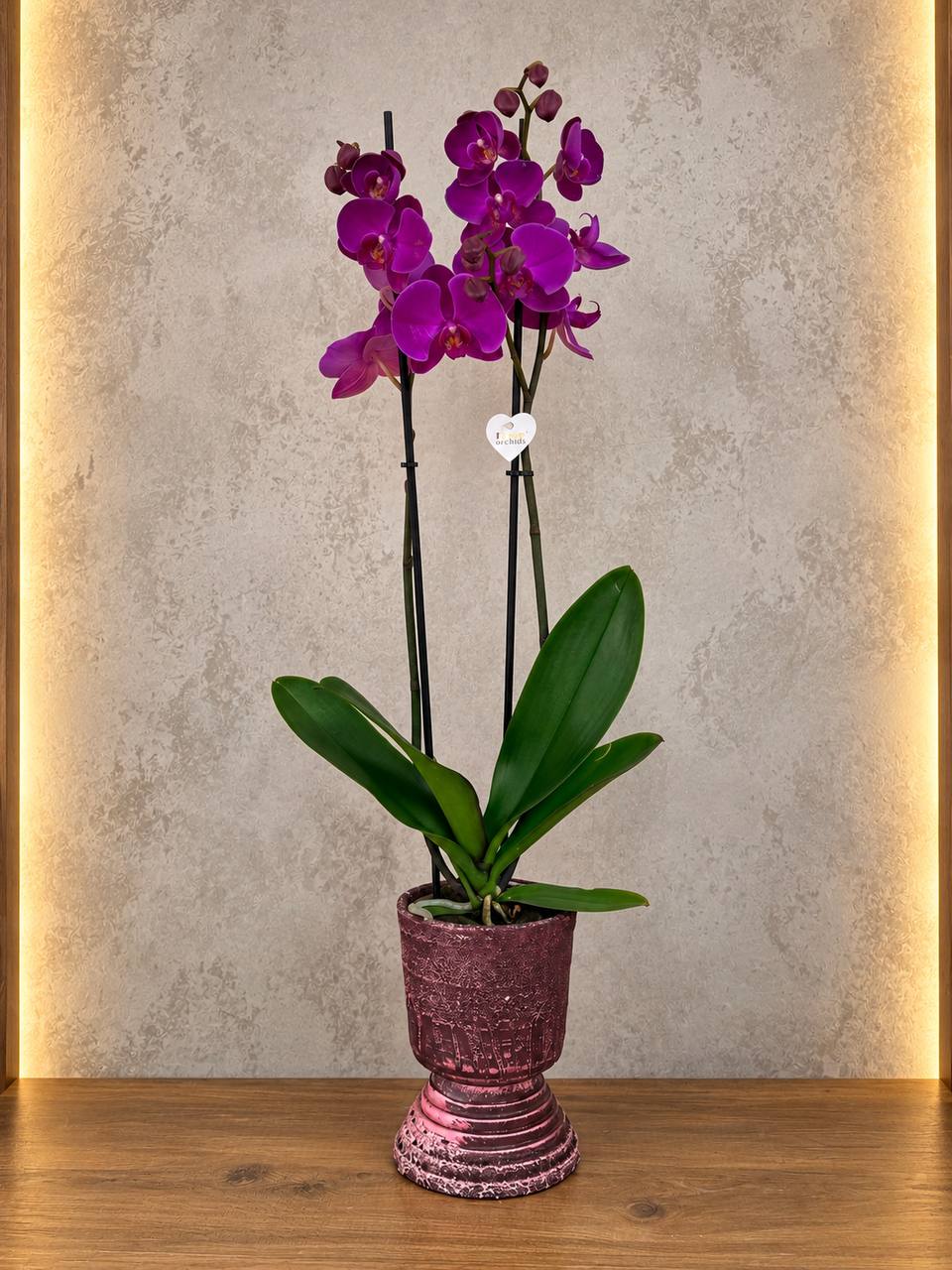 💜 Mor Çift Dal İthal Premium Orkide 1