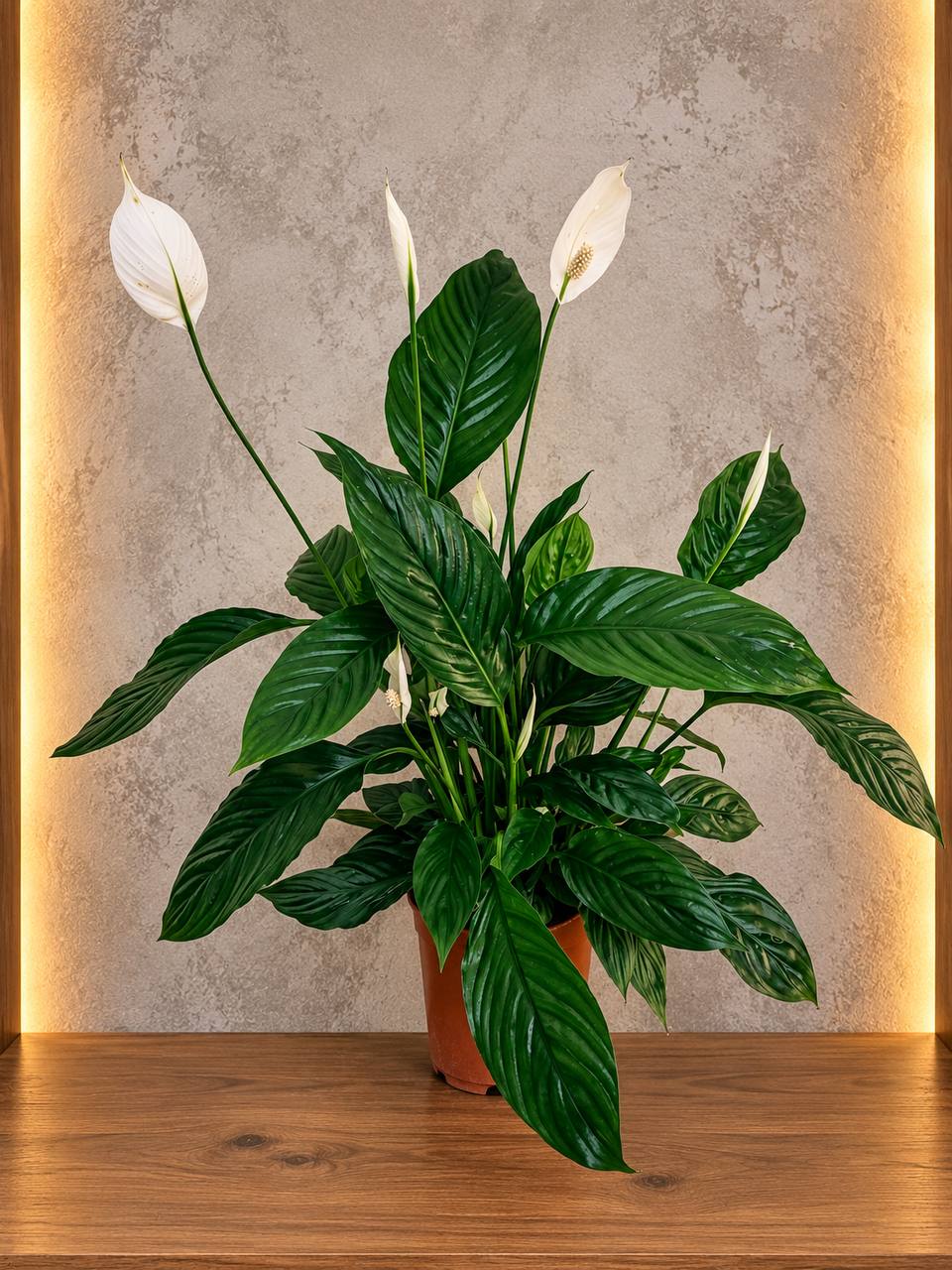 🌿 Beyaz Zarafet – Barış Çiçeği 1