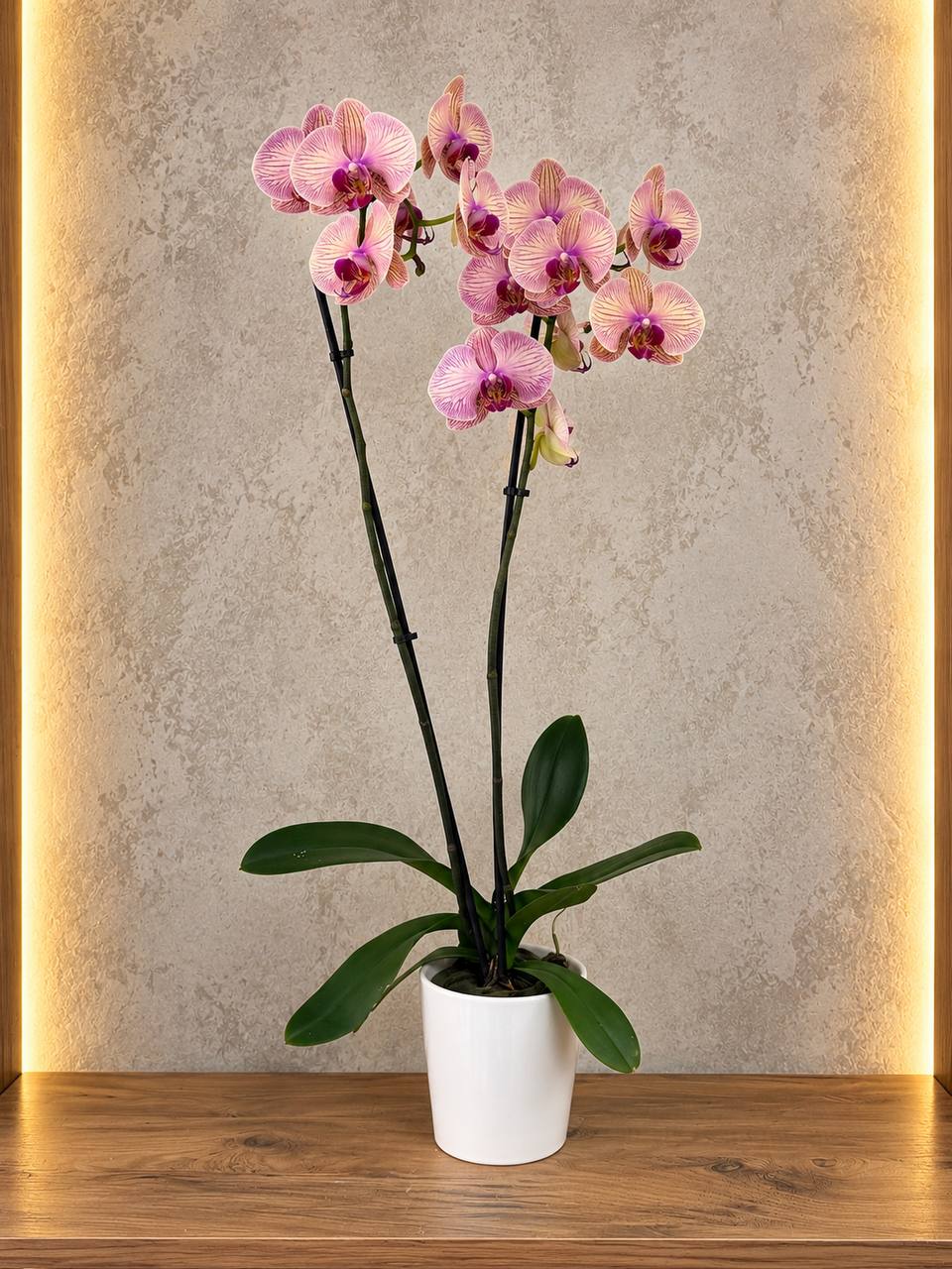 🌸 Pembe Çift Dal İthal Orkide 1