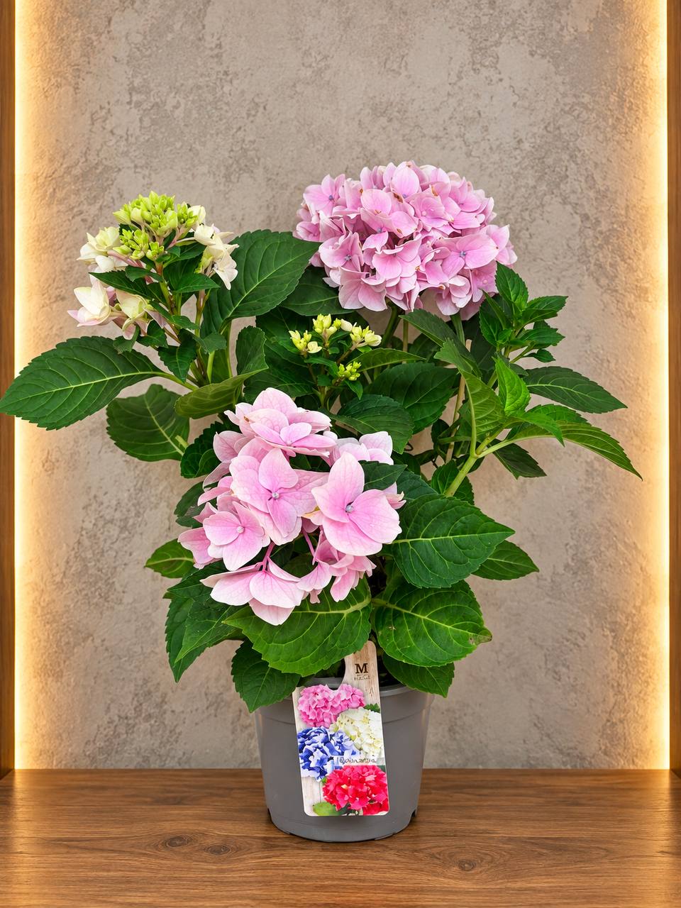 🌸 Pembe Bahar – Ortanca Çiçeği 1